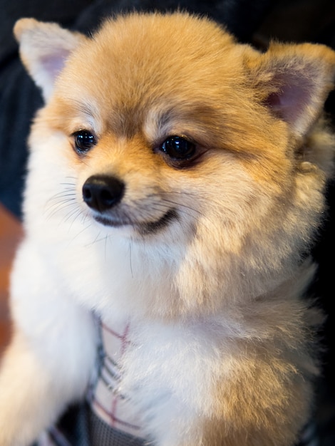 かわいいポメラニアンの犬 プレミアム写真