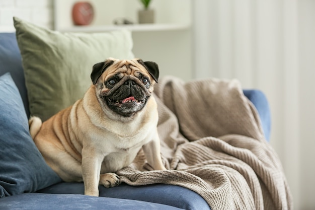 自宅のソファでかわいいパグ犬 プレミアム写真