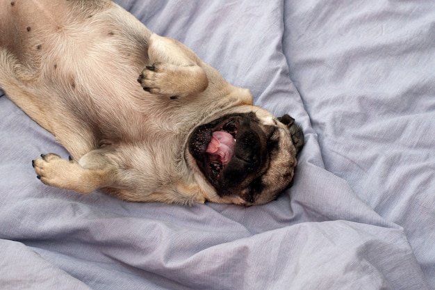 ベッドで寝てあくびをしているかわいいパグ犬 プレミアム写真
