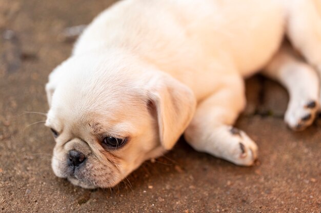 セメントの床に横たわっているかわいいパグの子犬 プレミアム写真