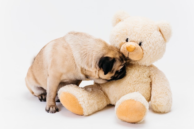 big pug teddy bear