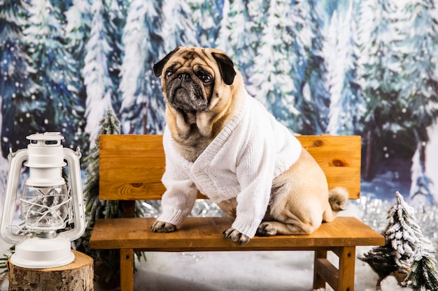 pugs in sweaters