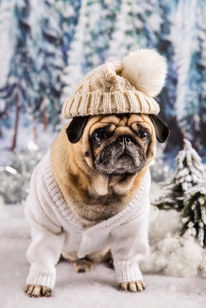 pugs in sweaters