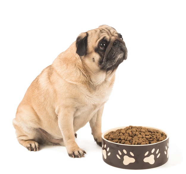 pug food bowl