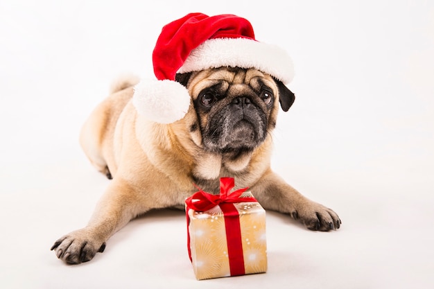 Free Photo | Cute pug with santa hat and gift laying