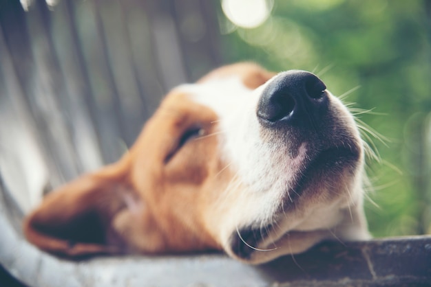 かわいい子犬犬は眠いです プレミアム写真