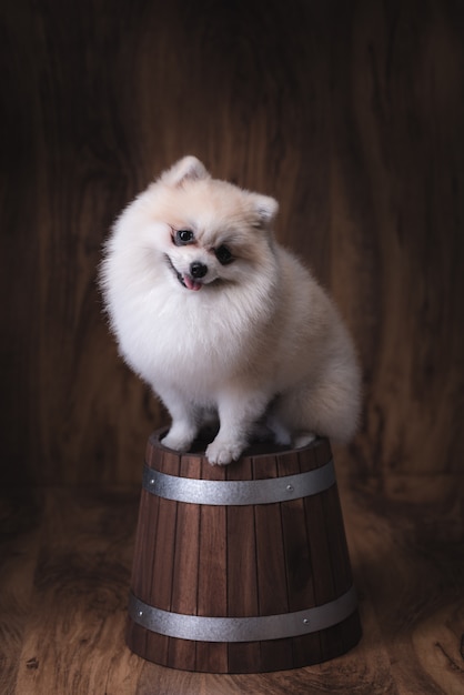 木製のバケツに座っているかわいい子犬ポメラニアン犬 プレミアム写真