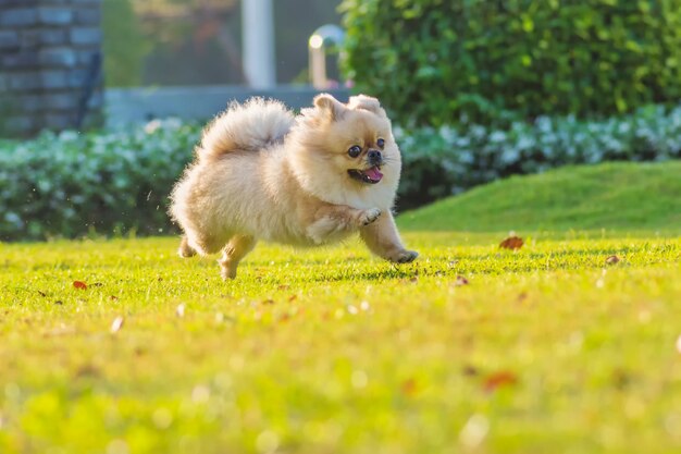 かわいい子犬ポメラニアン混血ペキニーズ犬は幸せで草の上を実行します プレミアム写真