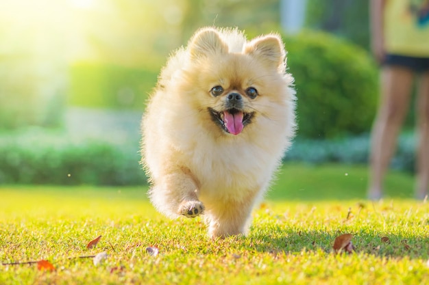 かわいい子犬ポメラニアン混合品種ペキニーズ犬は幸せで芝生の上を走る プレミアム写真