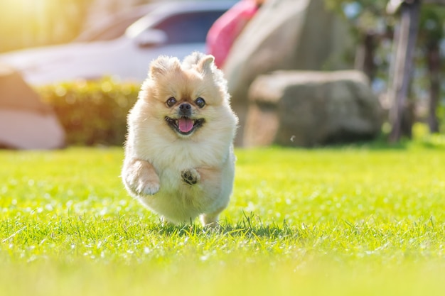 かわいい子犬ポメラニアンの混合された品種ペキニーズ犬は幸せで草の上を走る プレミアム写真