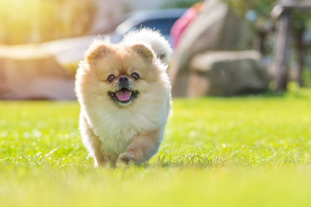かわいい子犬ポメラニアンの混合された品種ペキニーズ犬は幸せで草の上を走る プレミアム写真