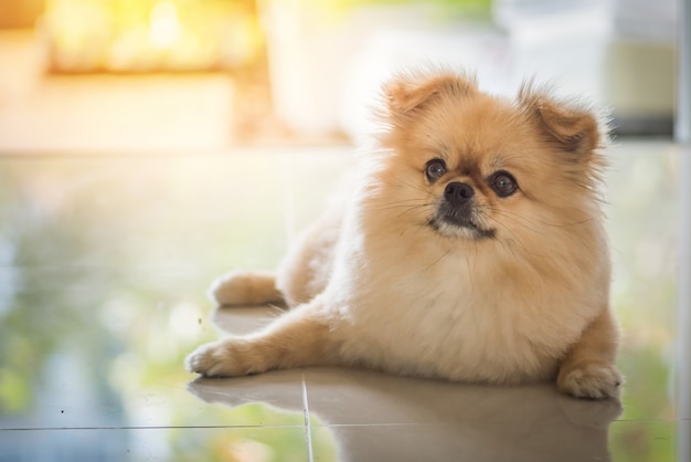 大理石の床に座っているかわいい子犬ポメラニアンの混合された品種ペキニーズ犬 プレミアム写真