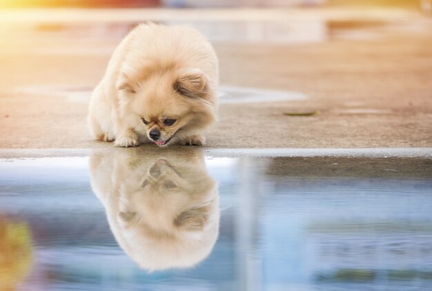 かわいい子犬ポメラニアン混合された品種ペキニーズ犬水と反射がある床の上に立って プレミアム写真