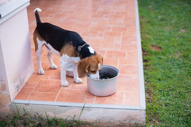 プレミアム写真 かわいい子犬ビーグル飲料水