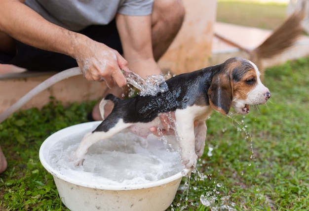 所有者とシャワーを浴びているかわいい子犬ビーグル プレミアム写真