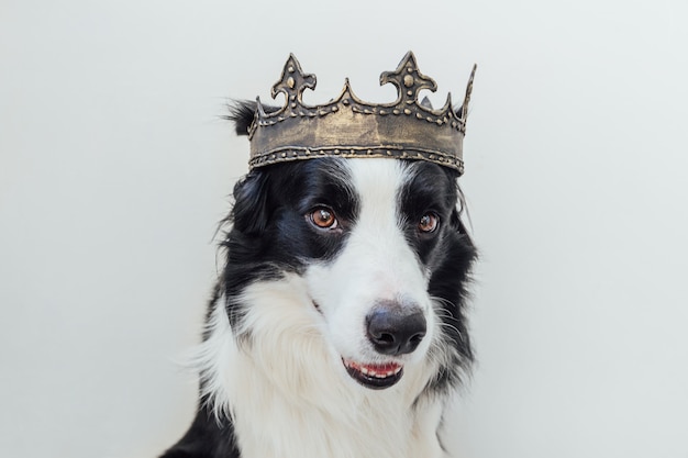 白で隔離の王冠を身に着けている変な顔のボーダーコリーとかわいい子犬犬 プレミアム写真