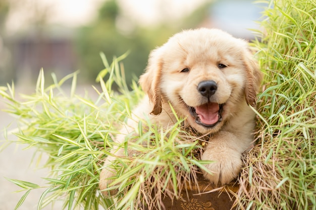 小さな竹を食べるかわいい子犬 ゴールデンレトリバー プレミアム写真