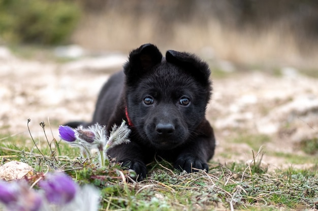 草の上にある黒いジャーマンシェパードのかわいい子犬 プレミアム写真