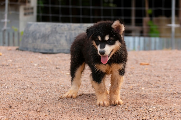 アラスカのマラミュート犬のかわいい子犬 プレミアム写真