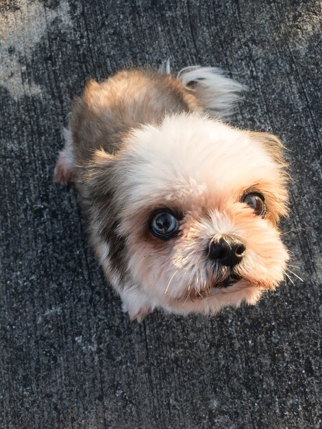 床に座っているかわいい子犬シーズー犬 プレミアム写真