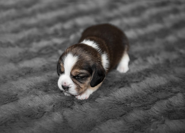 ベールで寝ているかわいい子犬 プレミアム写真