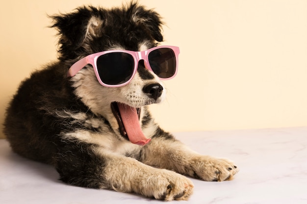 Cute puppy with sunglasses yawning Photo | Free Download