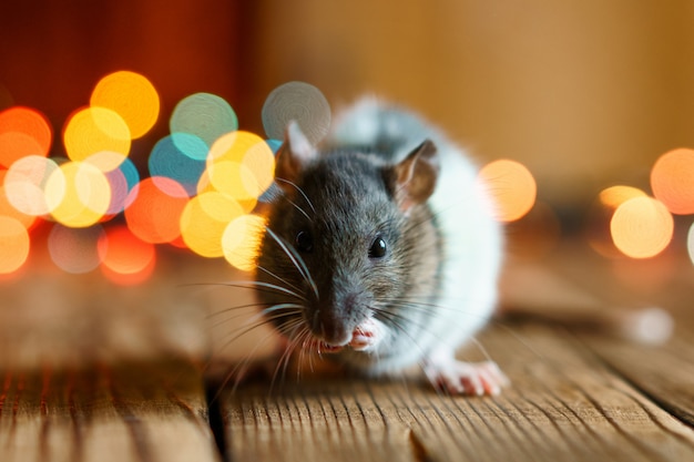 Premium Photo | Cute rat on wooden background beautiful bokeh