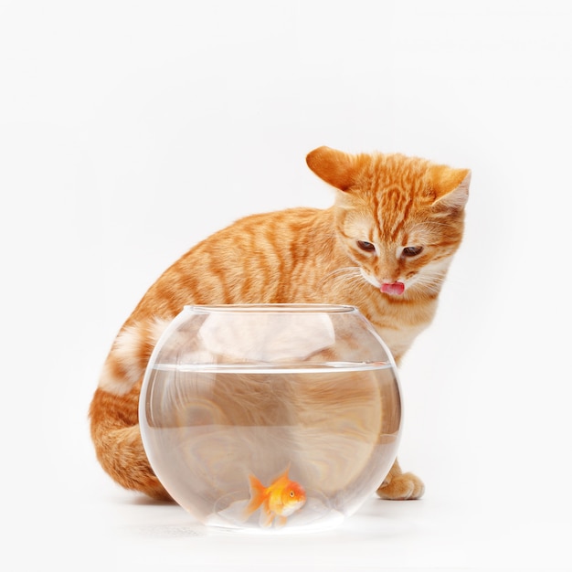 Cute red cat  plays with a gold  decorative fish in a round 