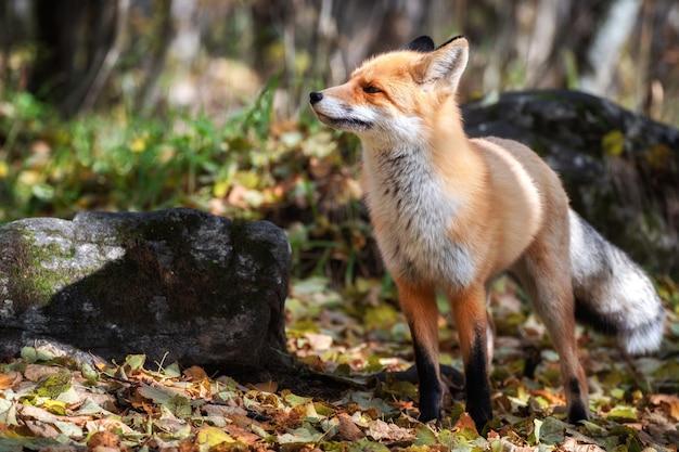 緑の森のかわいいアカギツネ Vulpesvulpes 森でキツネ狩り 自然の生息地の動物 プレミアム写真