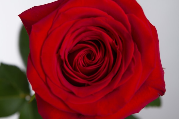 Cute Red Rose Free Photo