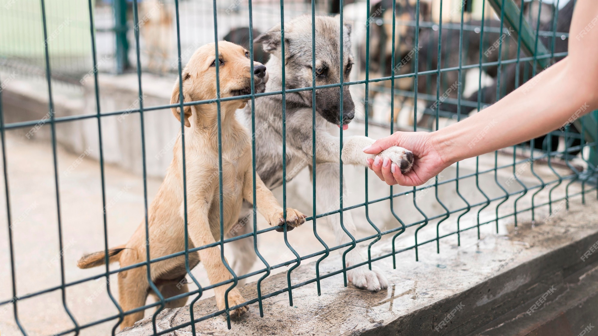 Premium Photo | Cute rescue dogs saying hi to person coming to visit ...