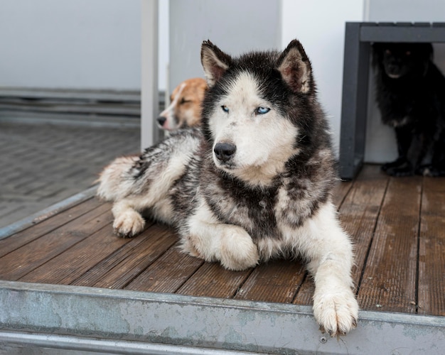 cute rescue dogs