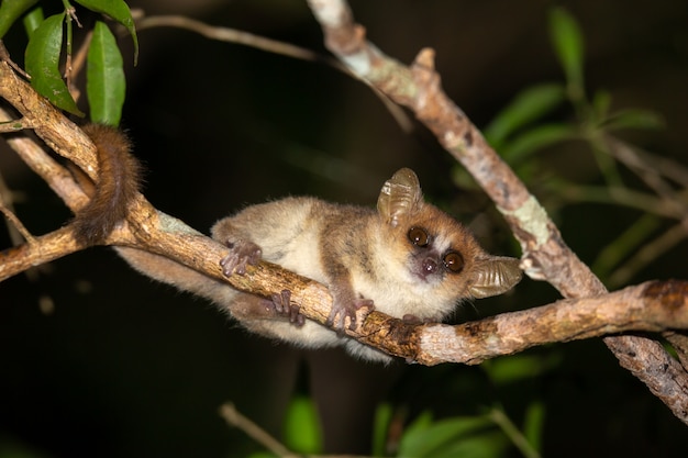 Premium Photo Cute Ring Tailed Baby Lemur In Nature