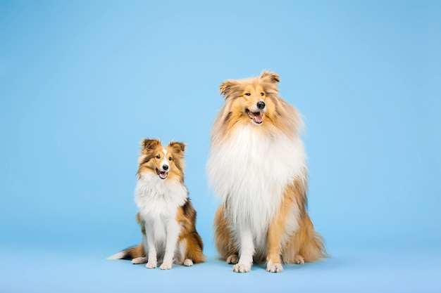 Premium Photo Cute Rough Collie Dog And Shetland Sheepdog Dog On Blue Background