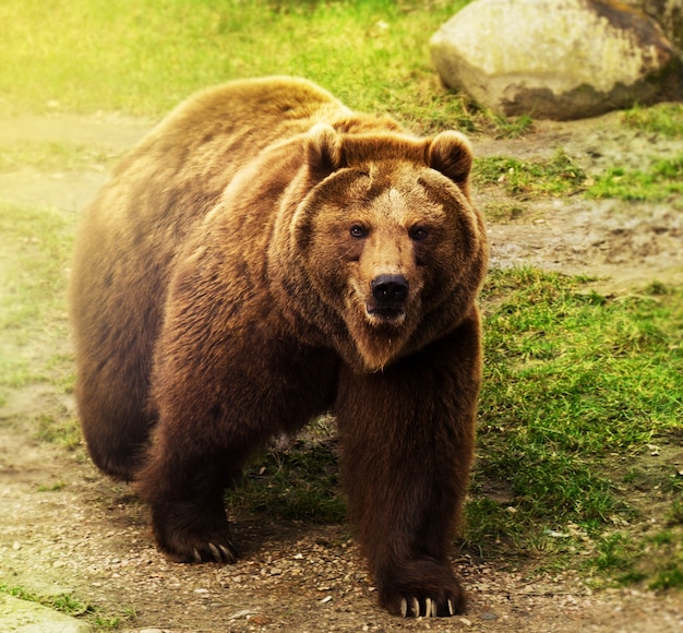 緑の草の上を歩くかわいいロシアのクマ 自然の背景 無料の写真