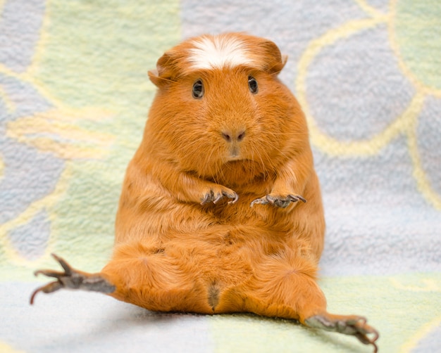Premium Photo | Cute scared guinea pig with long nails sitting in a ...