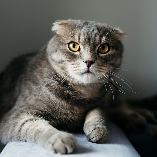 無料の写真 自宅でかわいいスコティッシュフォールド猫