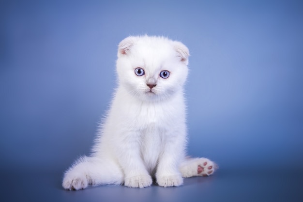 Premium Photo Cute Scottish Fold Shorthair Silver Color Point Kitten With Blue Eyes