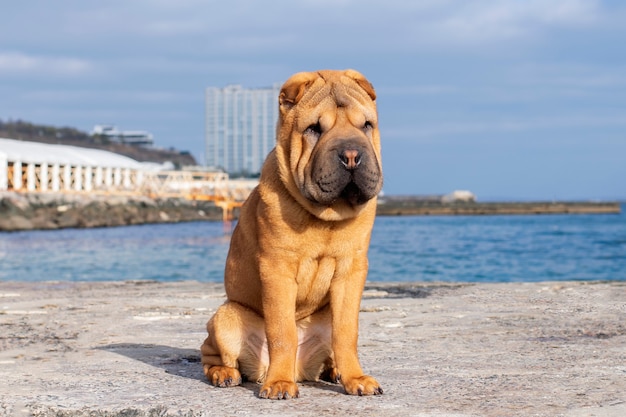 Premium Photo A Cute Shar Pei Dog Sits On A Pier On The Beach