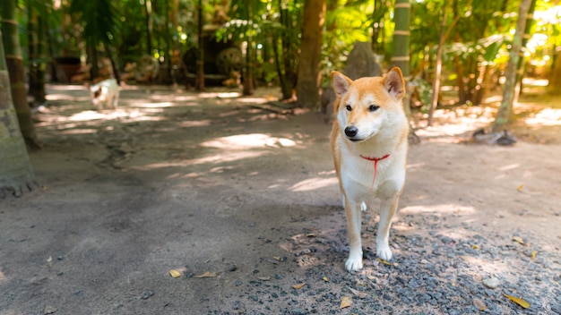 sunny terrace shibas