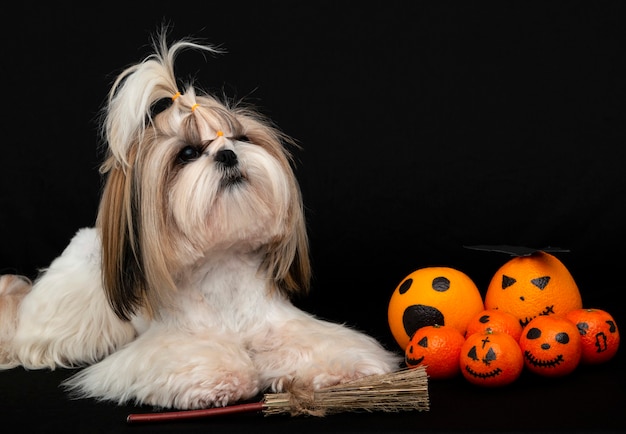 Premium Photo | A cute shih tzu dog with halloween citrus