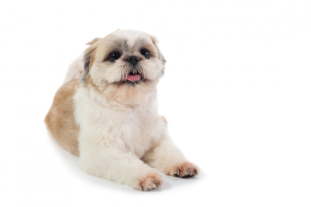床に座って舌を突き出してかわいいシーズー犬 プレミアム写真