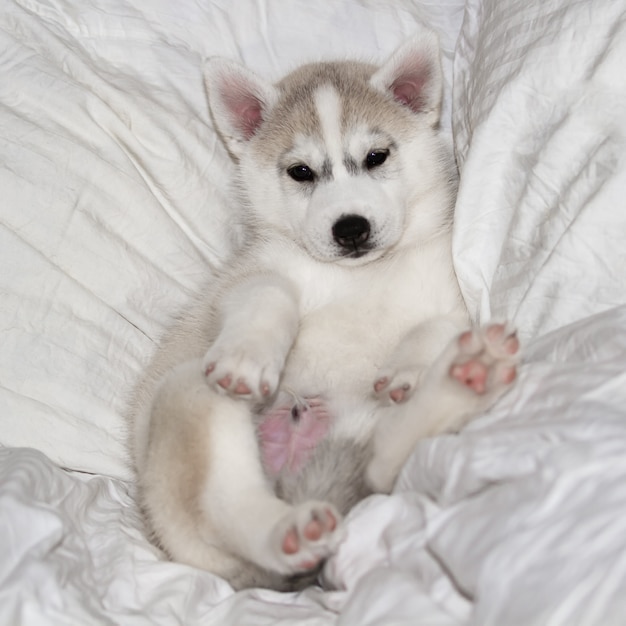 Premium Photo Cute Siberian Husky Puppy Sitting On White Background Dog Is Lying On The Bed Puppy Indulges