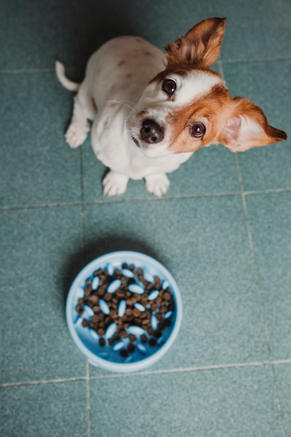 彼のドッグフードを食べる準備ができてかわいい小型犬 プレミアム写真