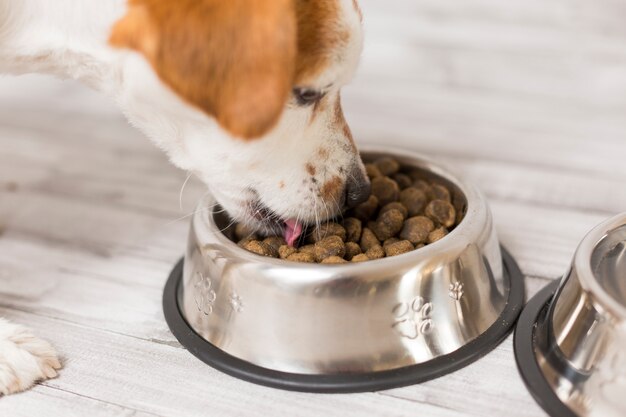 stuffed animals eating dog food