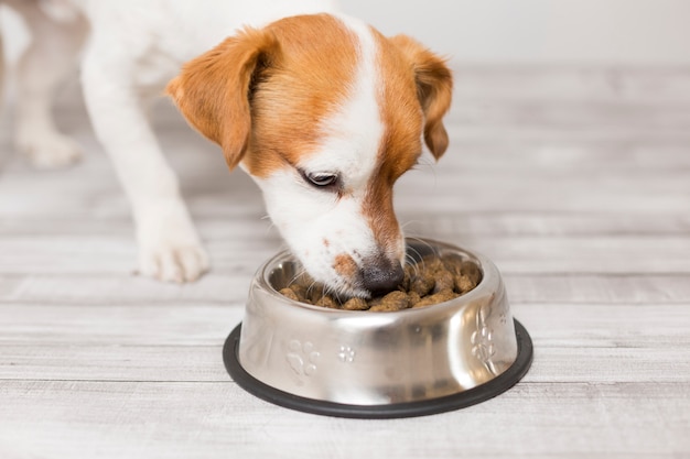 stuffed animals eating dog food