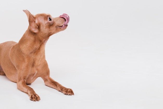 cute dog with copy space cute dog with copy space