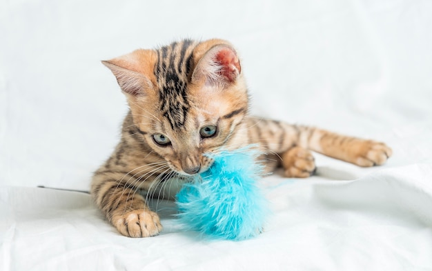 座っていると青いおもちゃで遊ぶかわいい小さな縞模様のベンガル子猫 無料の写真