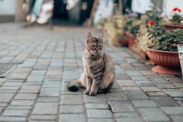 Фото Улица Возле Дома