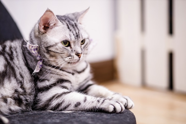黄色い目と長いひげを持つかわいいトラ猫 美しい猫のクローズアップの肖像画 家でリラックスした飼い猫 プレミアム写真